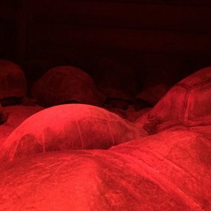 Aldabra Breeders