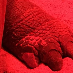 Aldabra Breeders