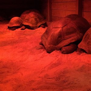 Aldabra Breeders