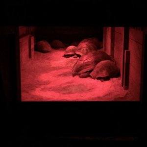 Aldabra Breeders