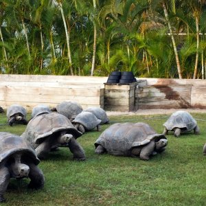 Aldabra Breeders