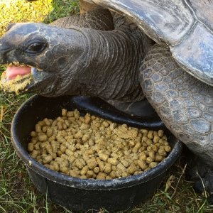 Aldabra Breeders