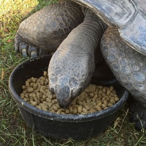 Aldabra Breeders