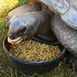Aldabra Breeders