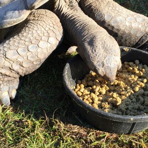 Aldabra Breeders