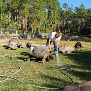 Aldabra Breeders