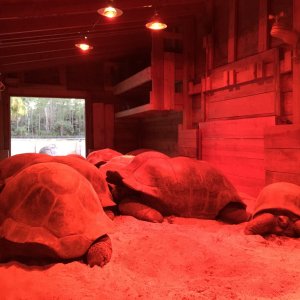Aldabra Breeders