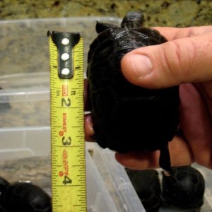 Aldabra Breeders