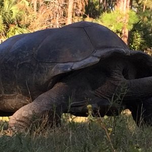 Aldabra Breeders