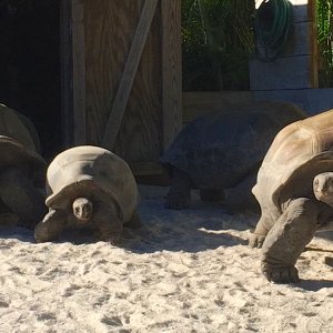 Aldabra Breeders