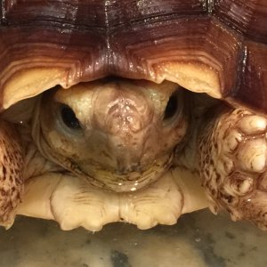 Aldabra Breeders
