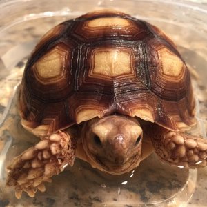 Aldabra Breeders