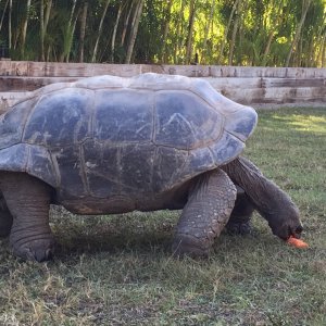 Aldabra Breeders