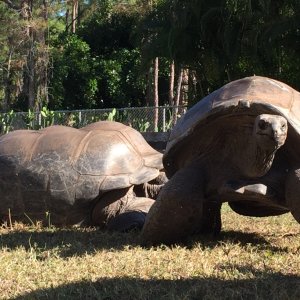 Aldabra Breeders