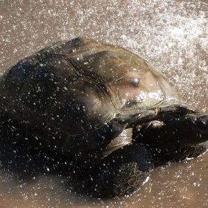 Aldabra Breeders