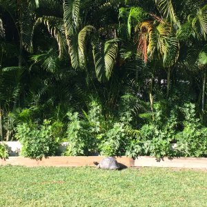 Aldabra Breeders