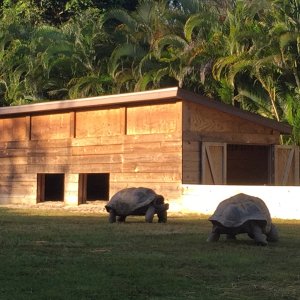Aldabra Breeders