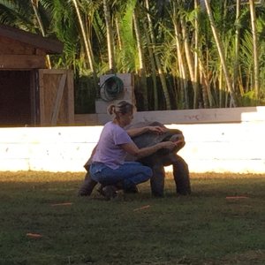 Aldabra Breeders