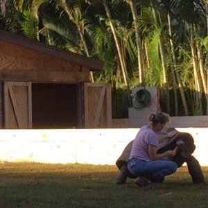 Aldabra Breeders