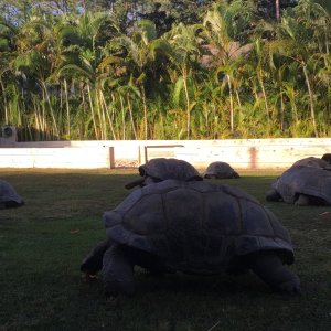 Aldabra Breeders