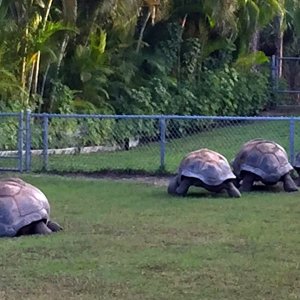 Aldabra Breeders