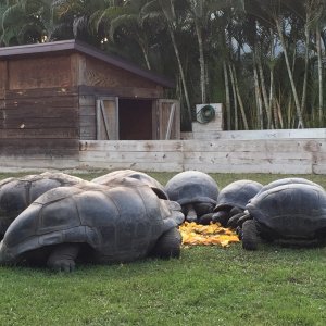 Aldabra Breeders