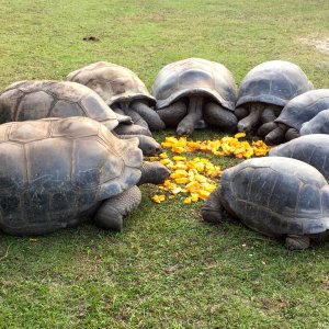 Aldabra Breeders
