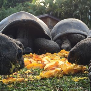 Aldabra Breeders