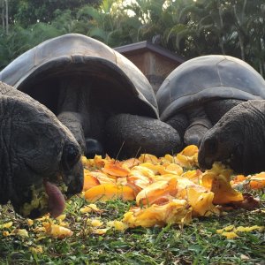Aldabra Breeders
