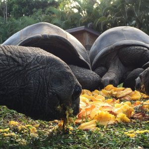 Aldabra Breeders
