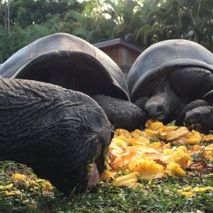 Aldabra Breeders