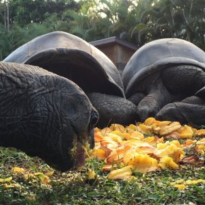 Aldabra Breeders