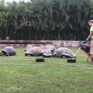 Aldabra Breeders