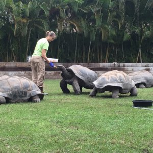 Aldabra Breeders