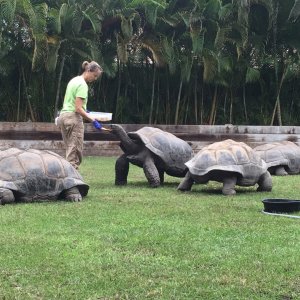 Aldabra Breeders
