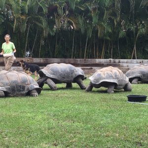 Aldabra Breeders