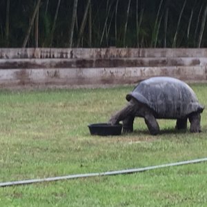 Aldabra Breeders