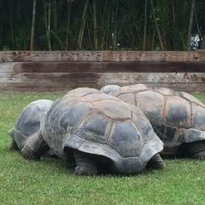Aldabra Breeders