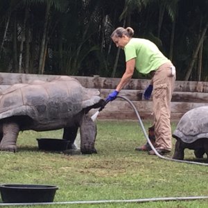 Aldabra Breeders
