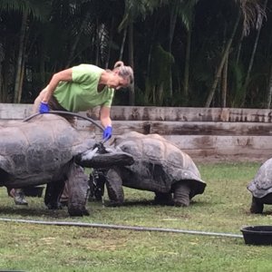 Aldabra Breeders