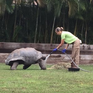 Aldabra Breeders