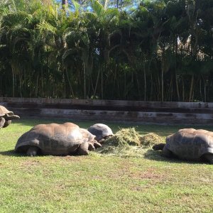 Aldabra Breeders