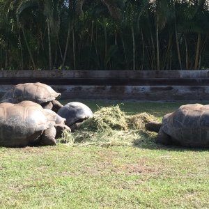 Aldabra Breeders