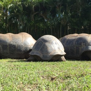 Aldabra Breeders