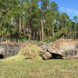 Aldabra Breeders