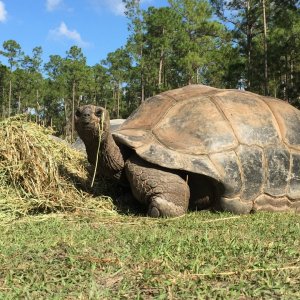 Aldabra Breeders