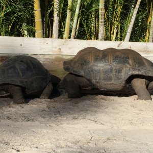 Aldabra Breeders