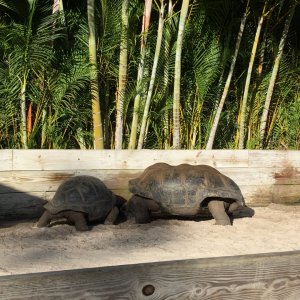 Aldabra Breeders