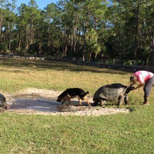 Aldabra Breeders
