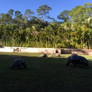 Aldabra Breeders